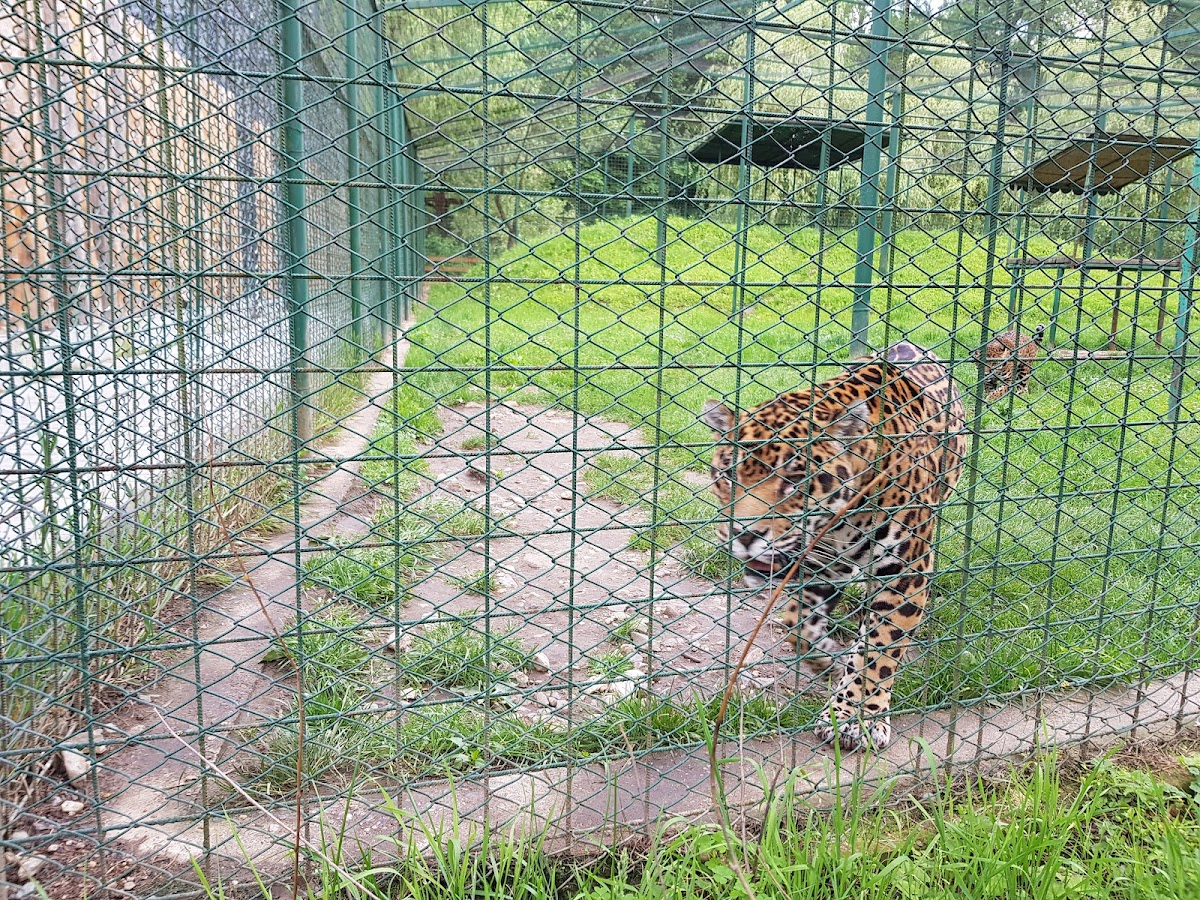 Zoo Sibiu - foto 3