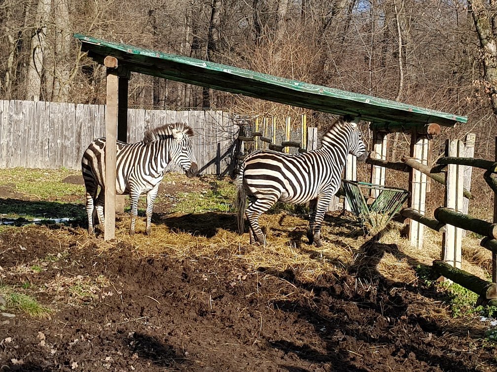 Zoo Sibiu - foto 4