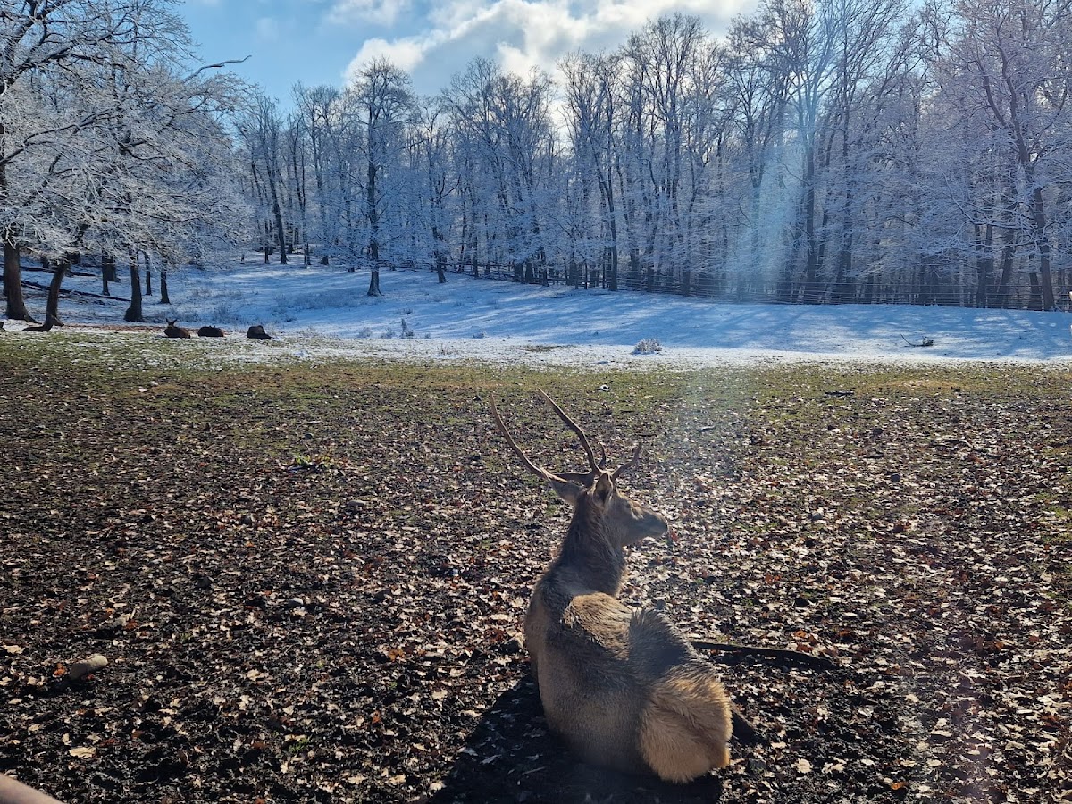 Zoo Târgu Mureș - foto 1