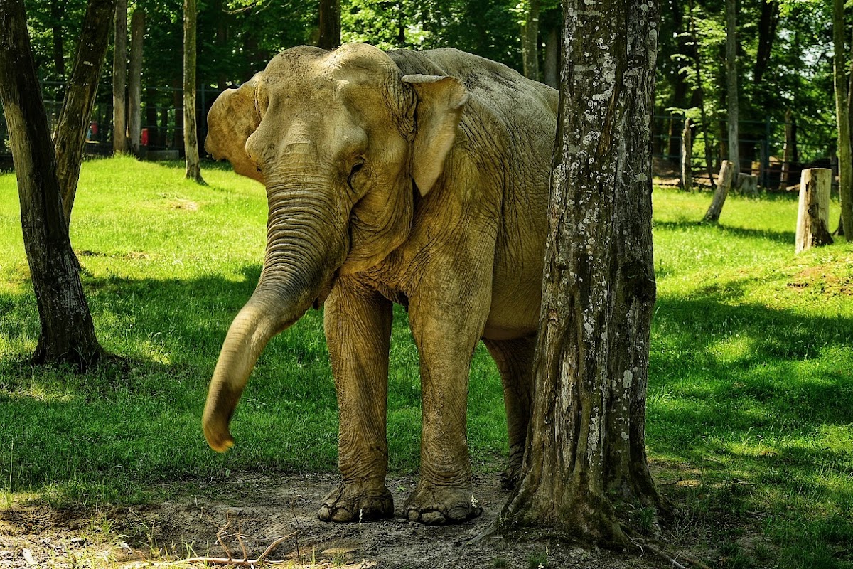 Zoo Târgu Mureș - foto 2