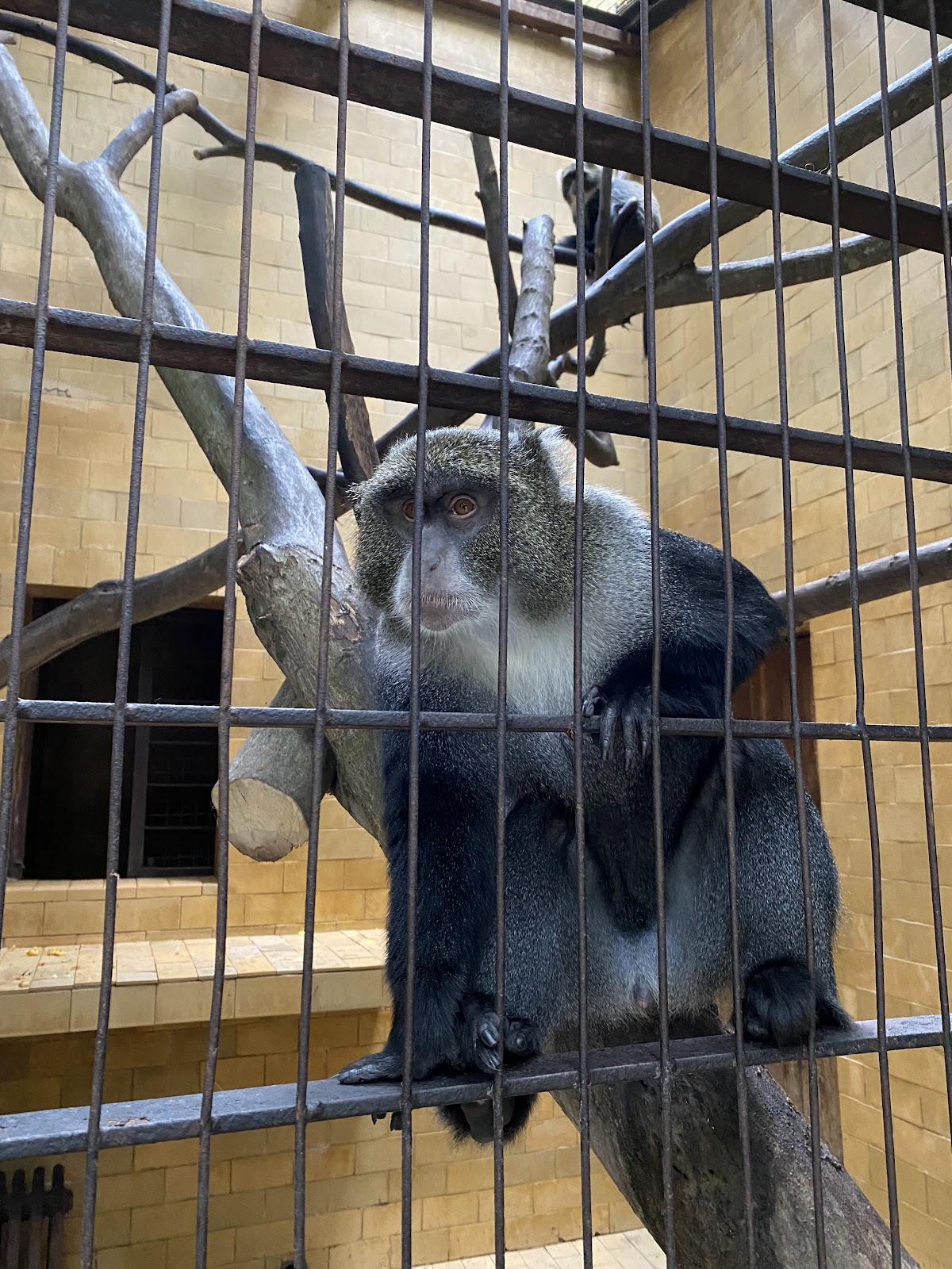 Zoo Târgu Mureș - foto 4