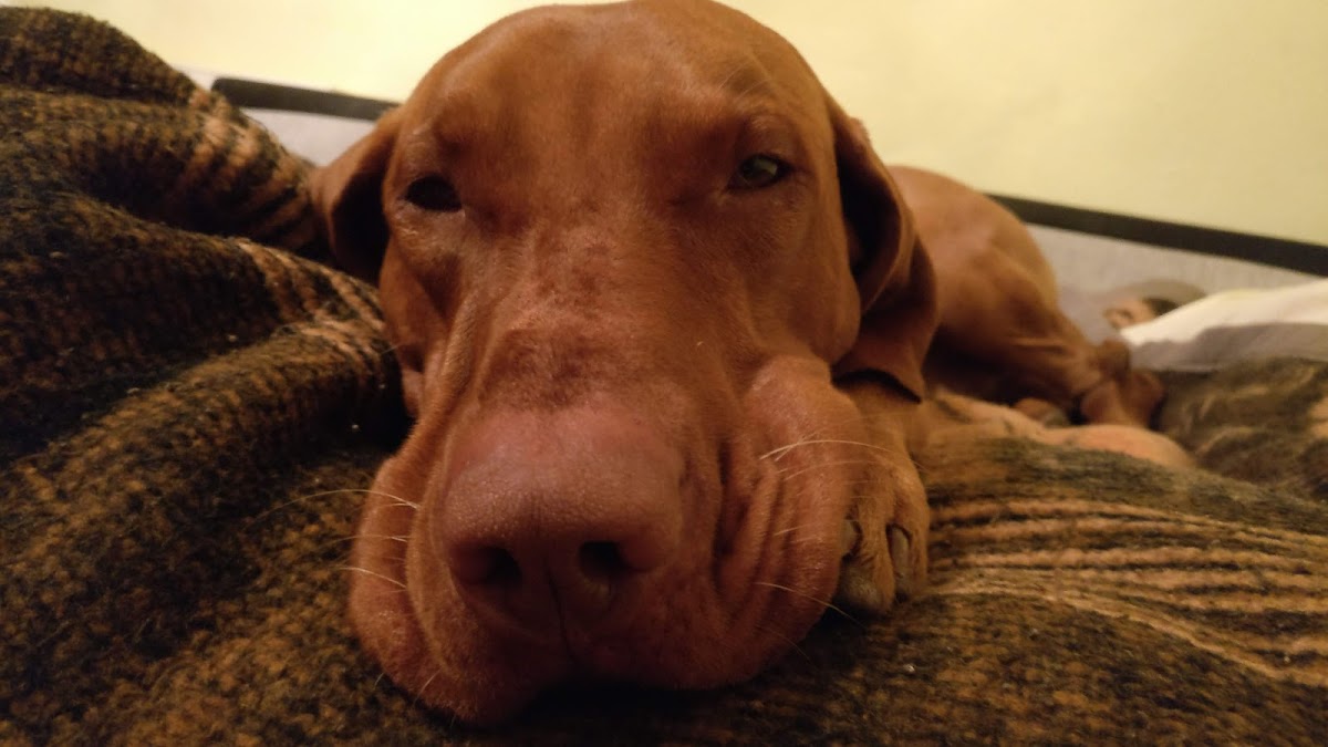 Biserica centrala Tăuţii-Măgherăuş