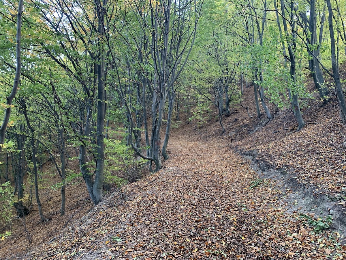 Fortaleza Daciana en Tilișca