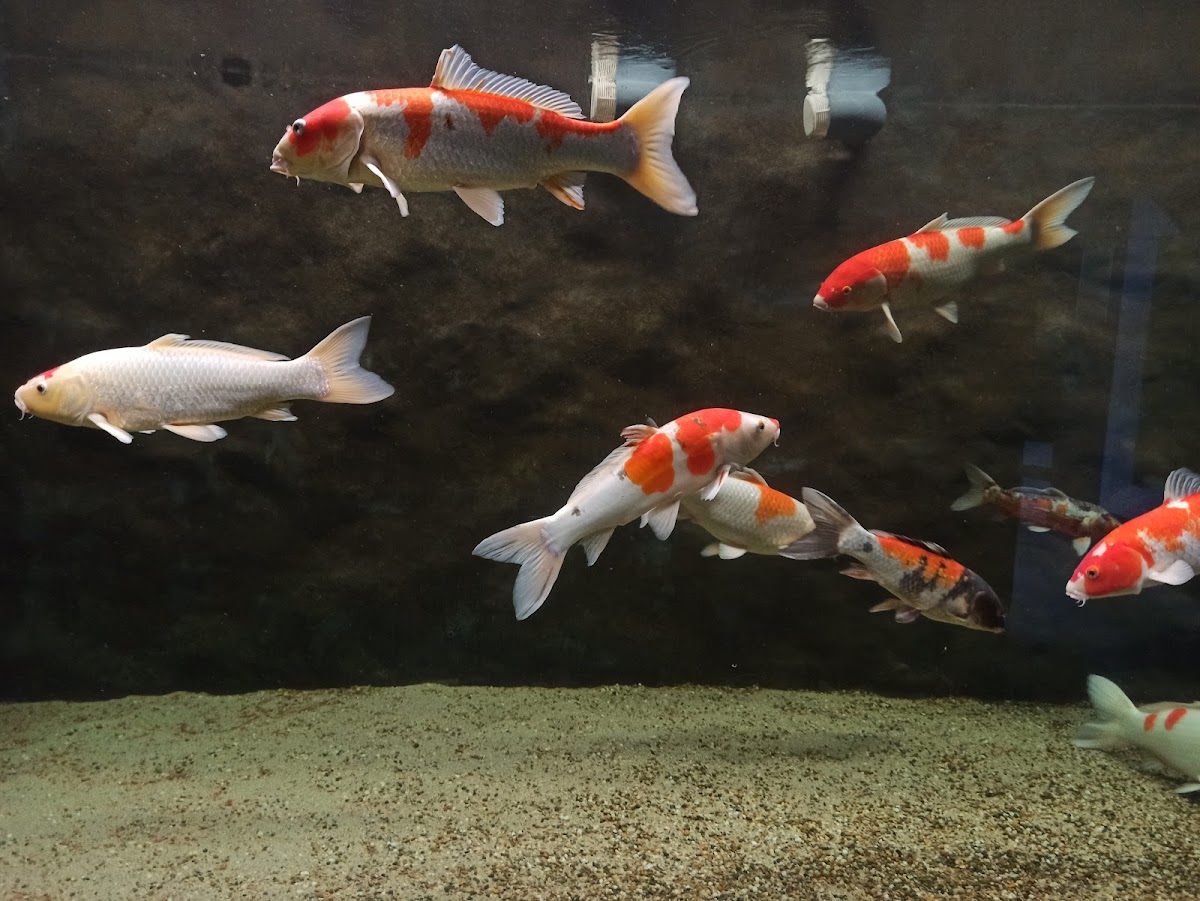 Delta Dunarii - foto 3