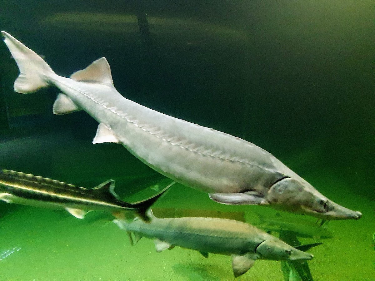 Delta Dunarii - foto 4