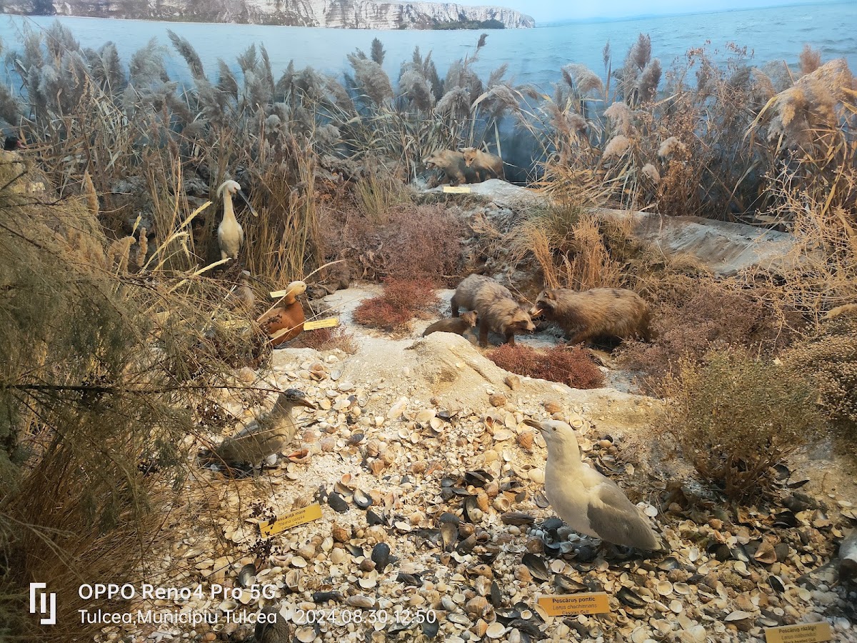 Delta Dunarii - foto 5