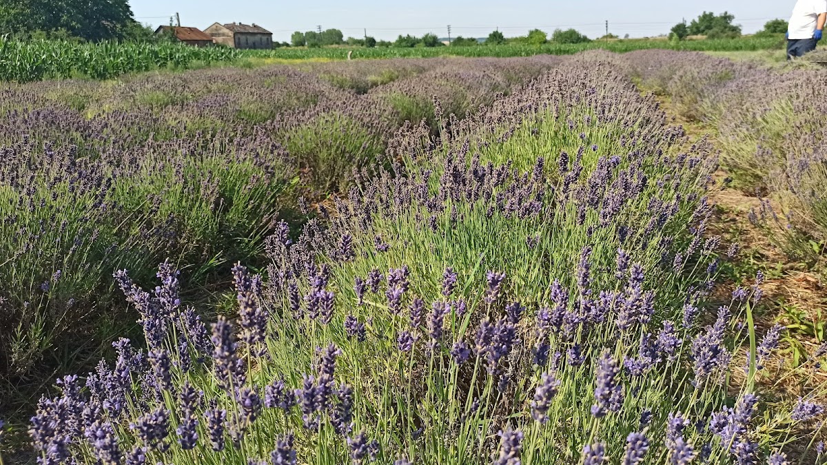 Granja de Lavanda Săcuieni