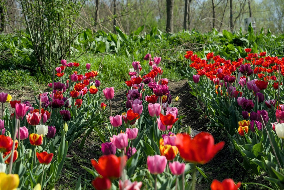 Tulipános Kert