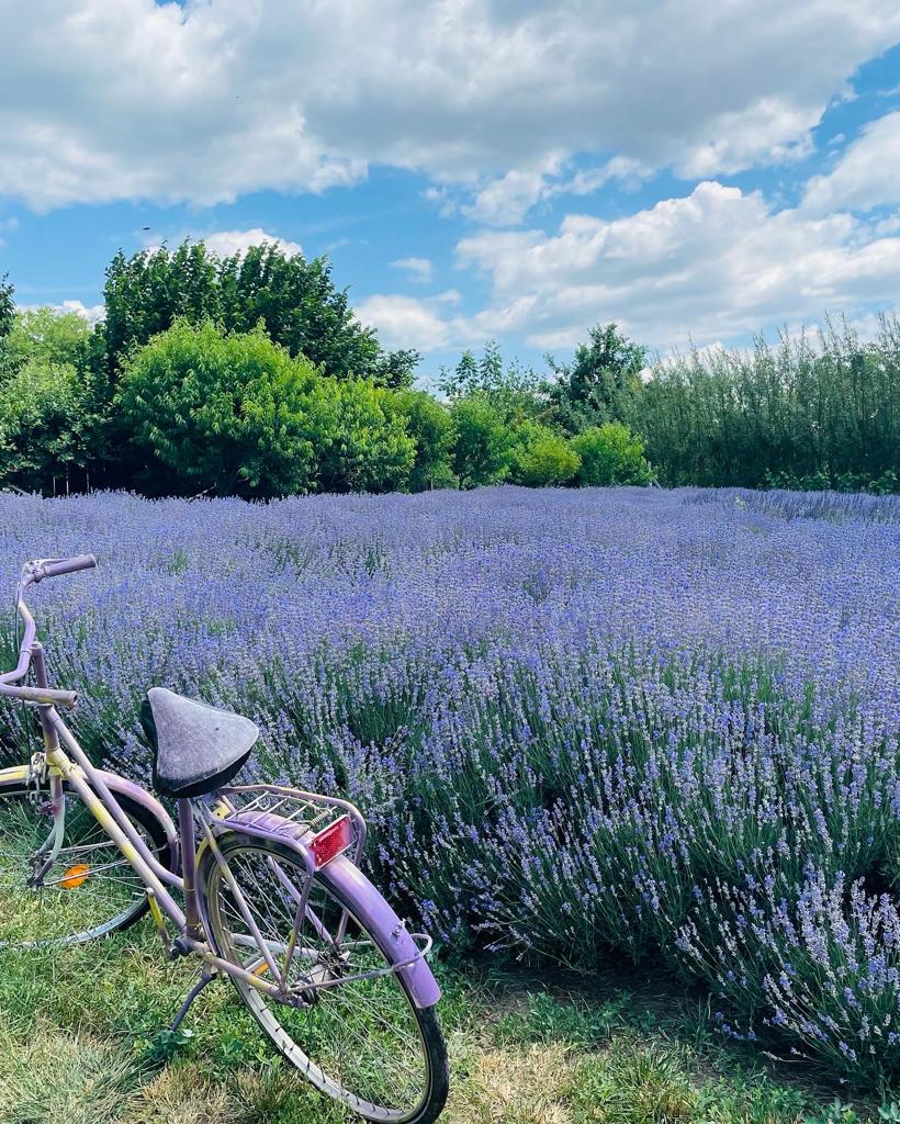 Jardín Mágico de la Lavanda