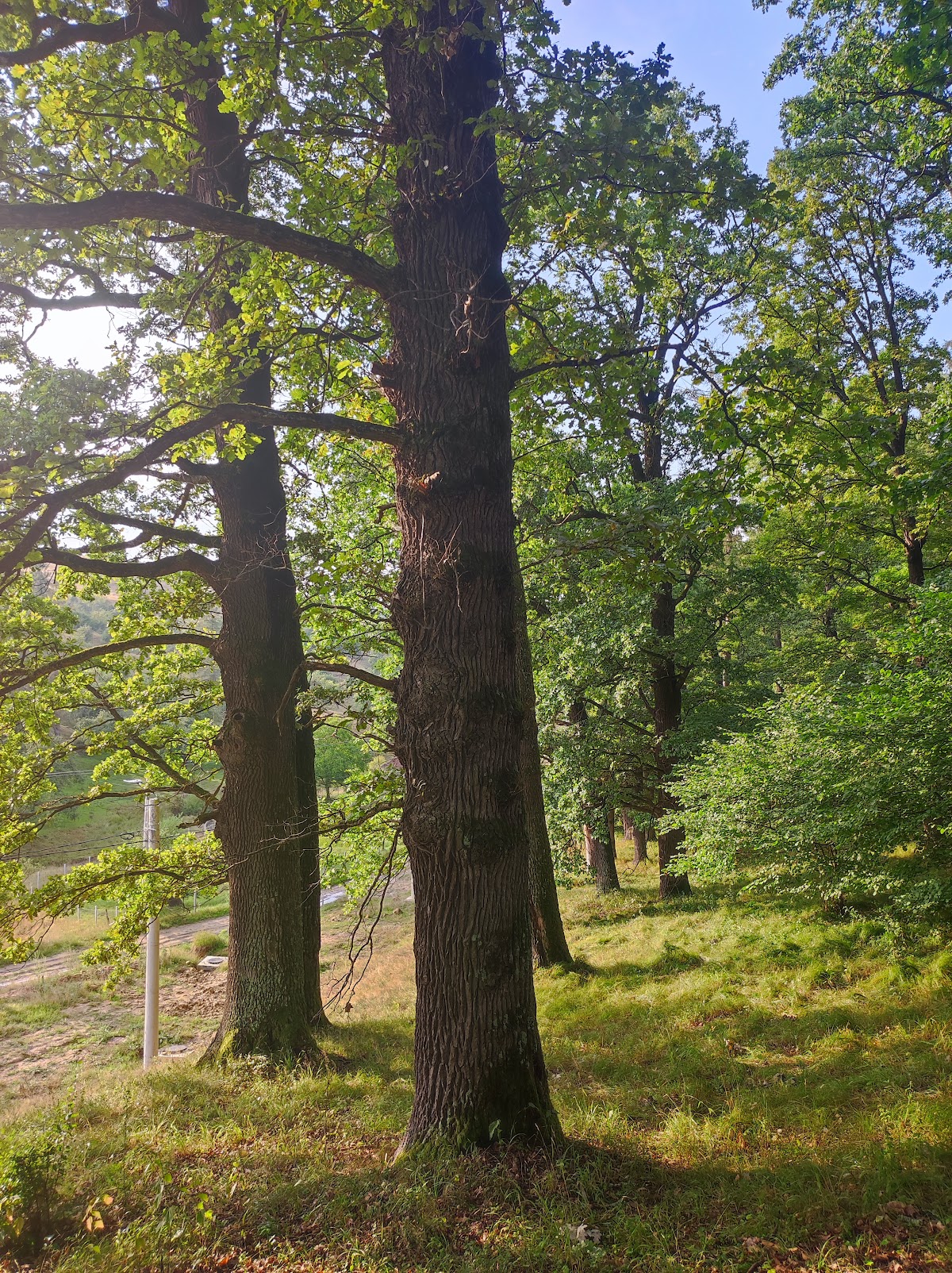 Termeszetes forrasok Sat-Şugatag - foto 4