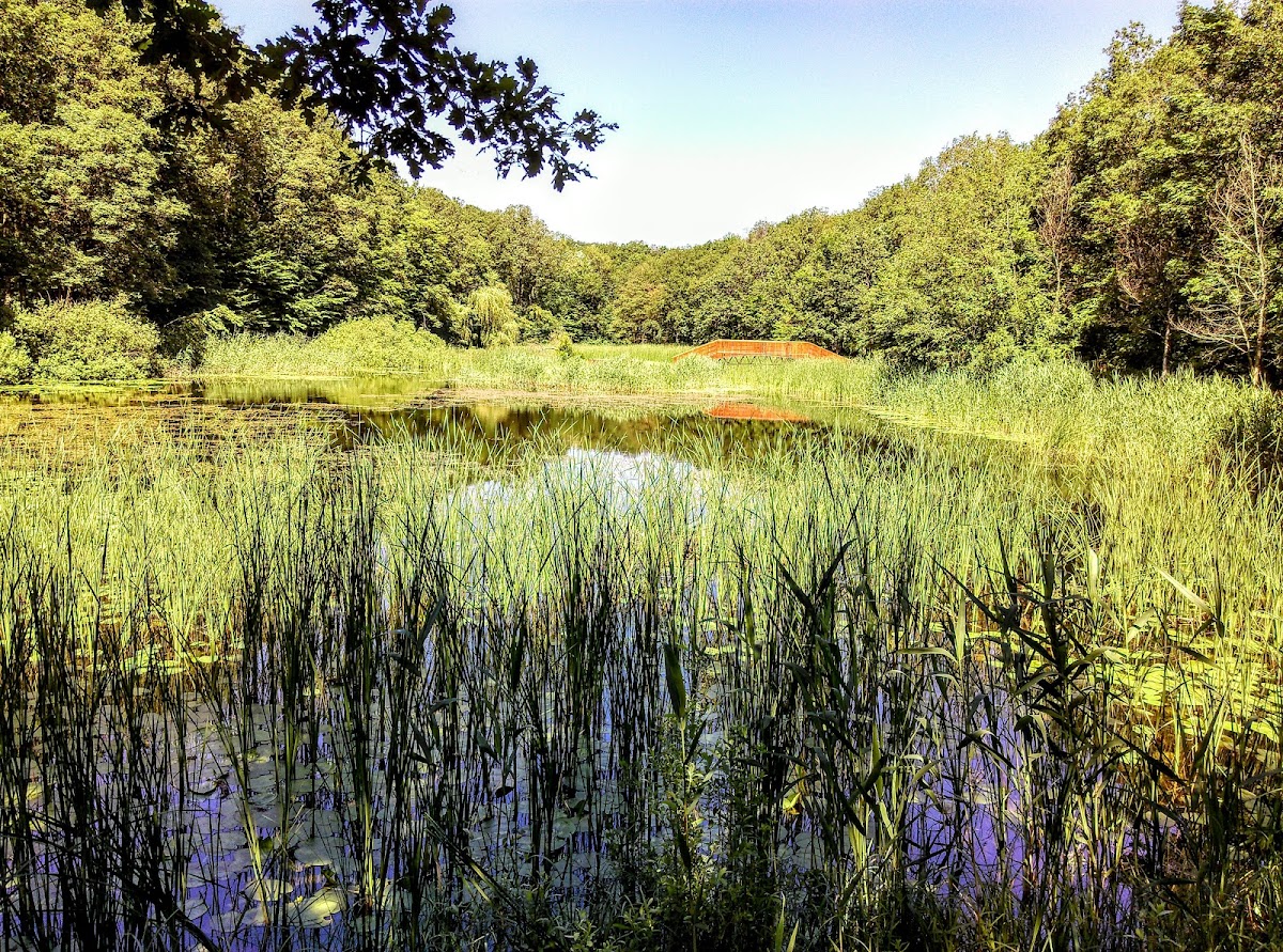 Lago de los Nenúfares "Mihai Eminescu" Ipotești, Botoșani