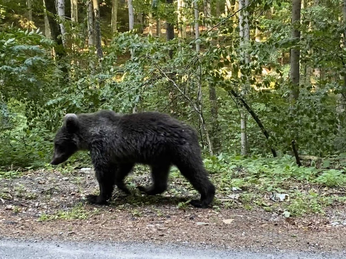 Lacul Sfanta Ana - foto 4