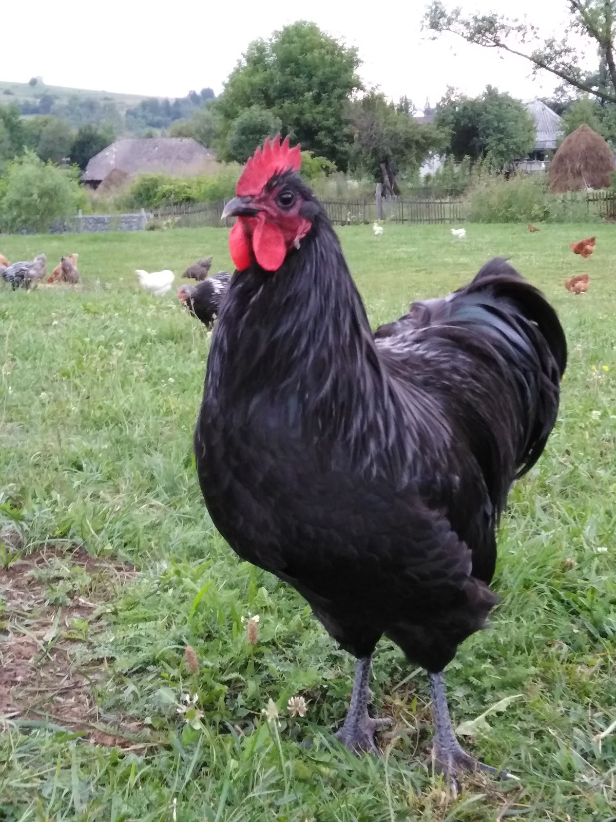 Legenden von Vălenii Lăpuşului