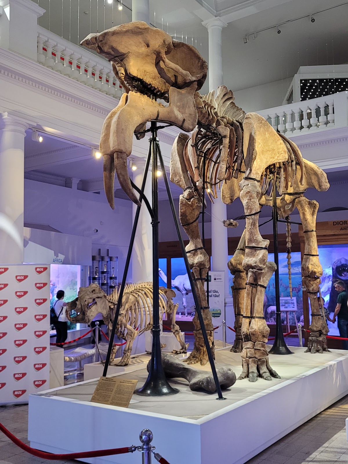 Museo Nacional de Historia Natural Grigore Antipa