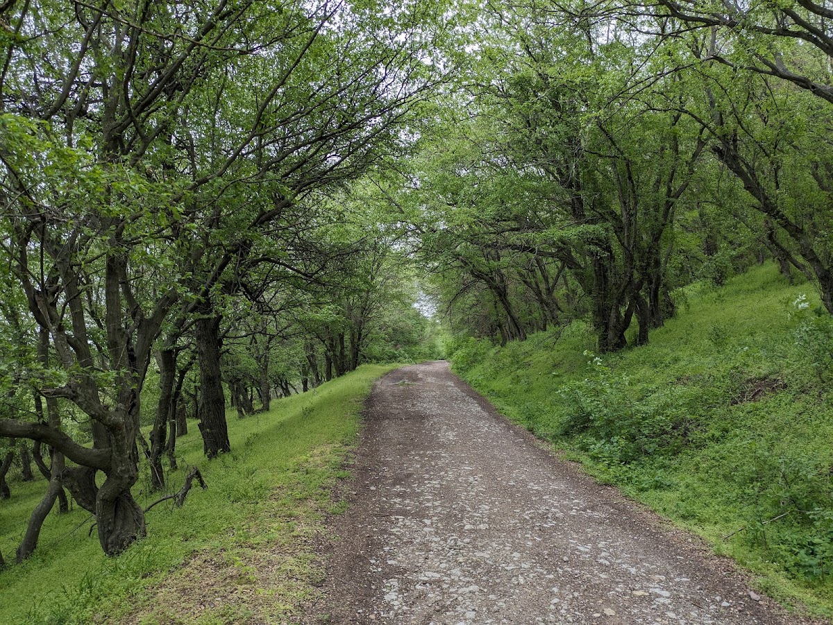 Bosque de Babadag