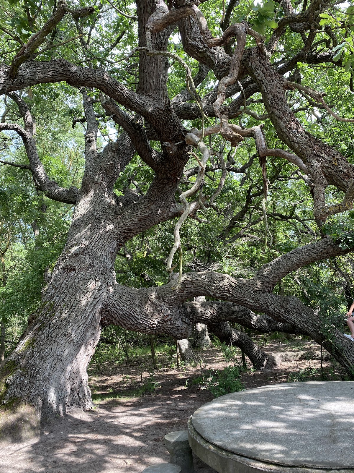 Bosque Caraorman