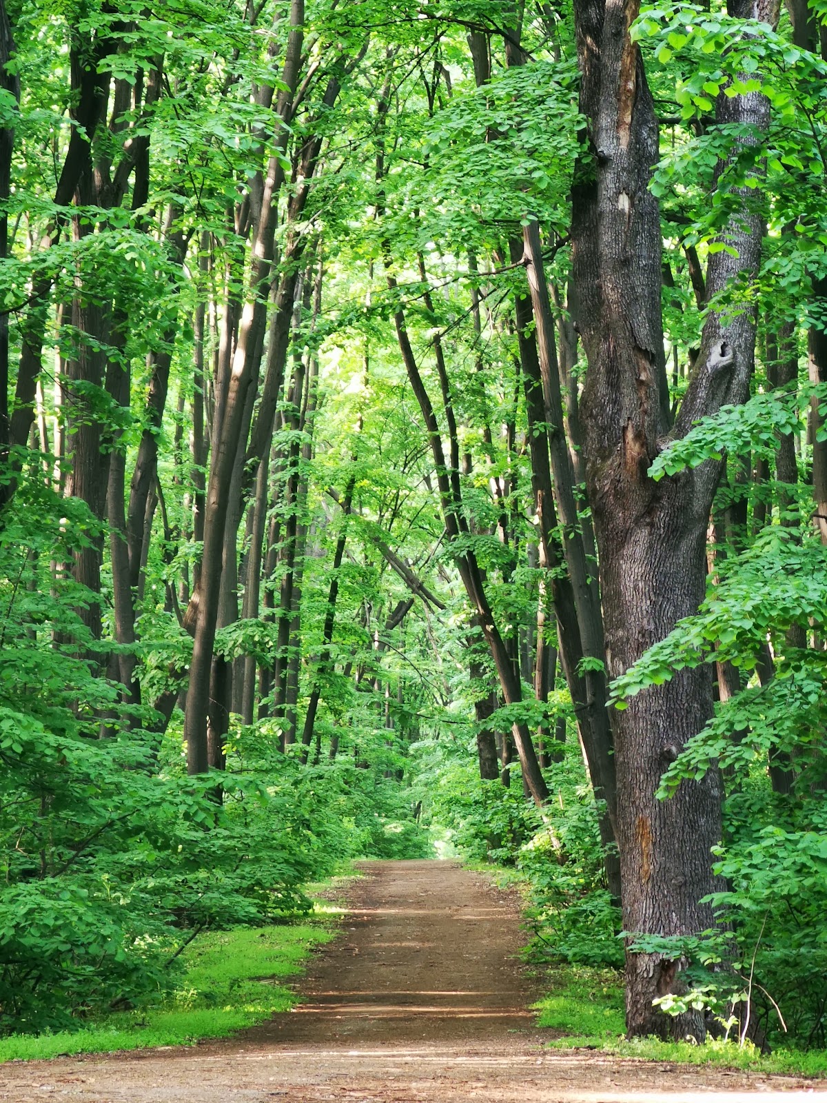 Bosque Chitila-Mogoșoaia