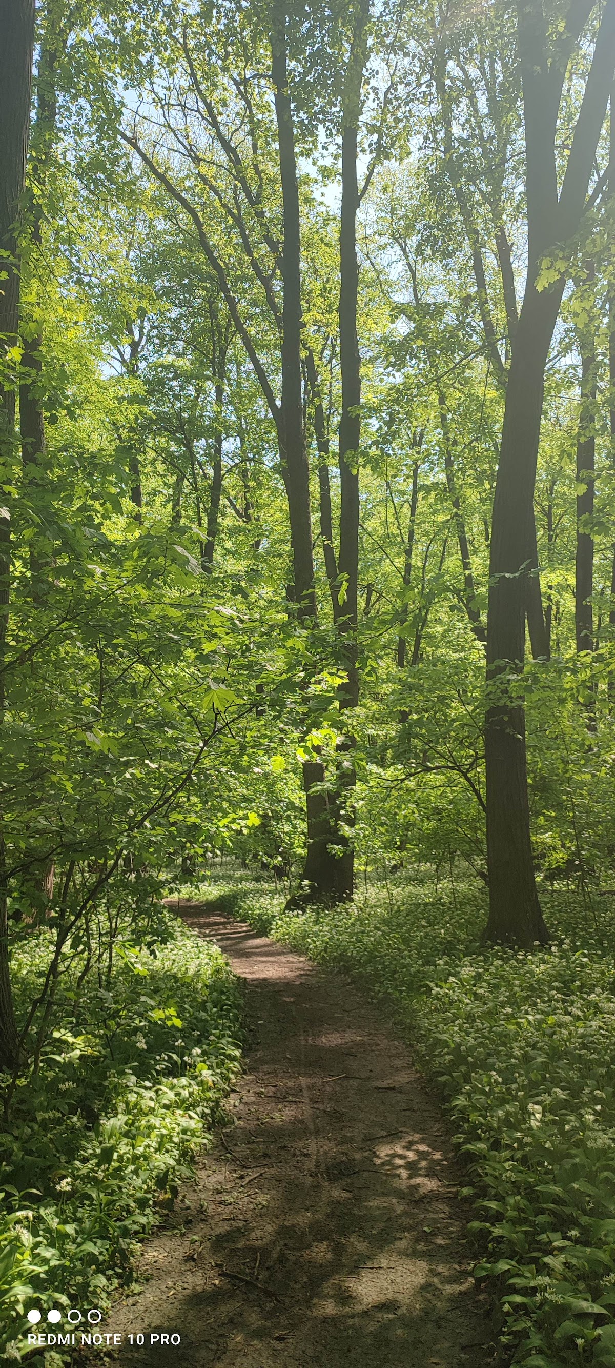 Bosque de Cornetu