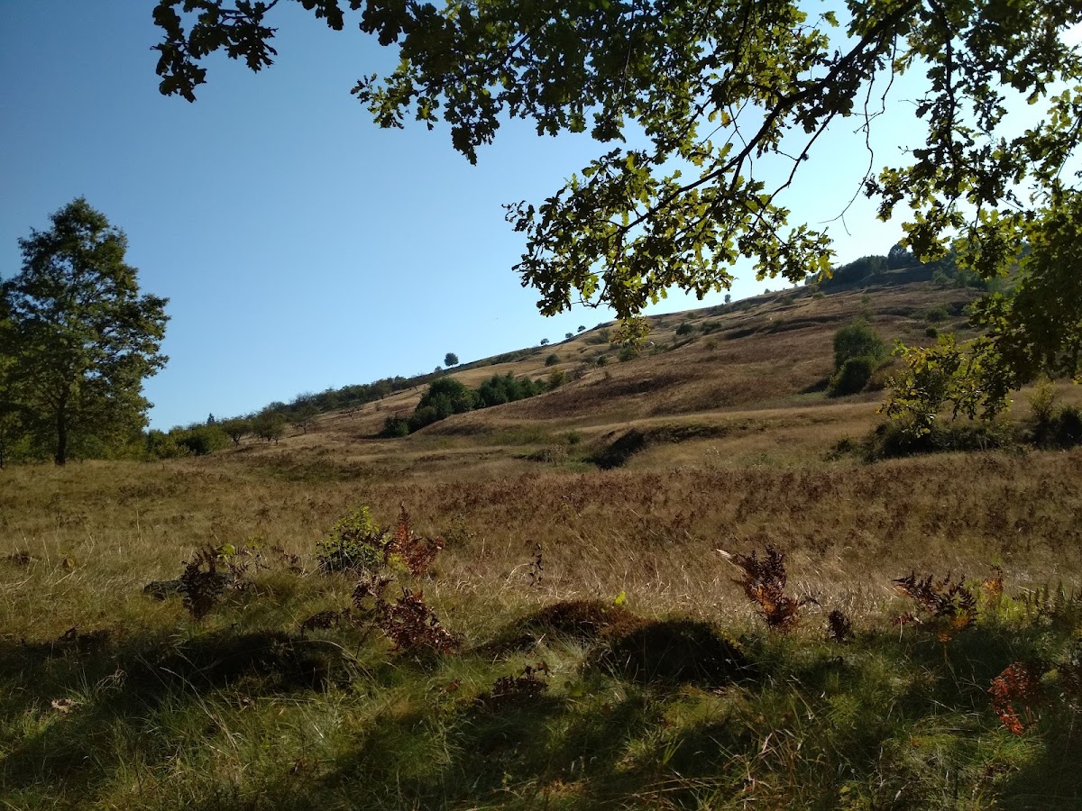 Padurea de langa Răzoare
