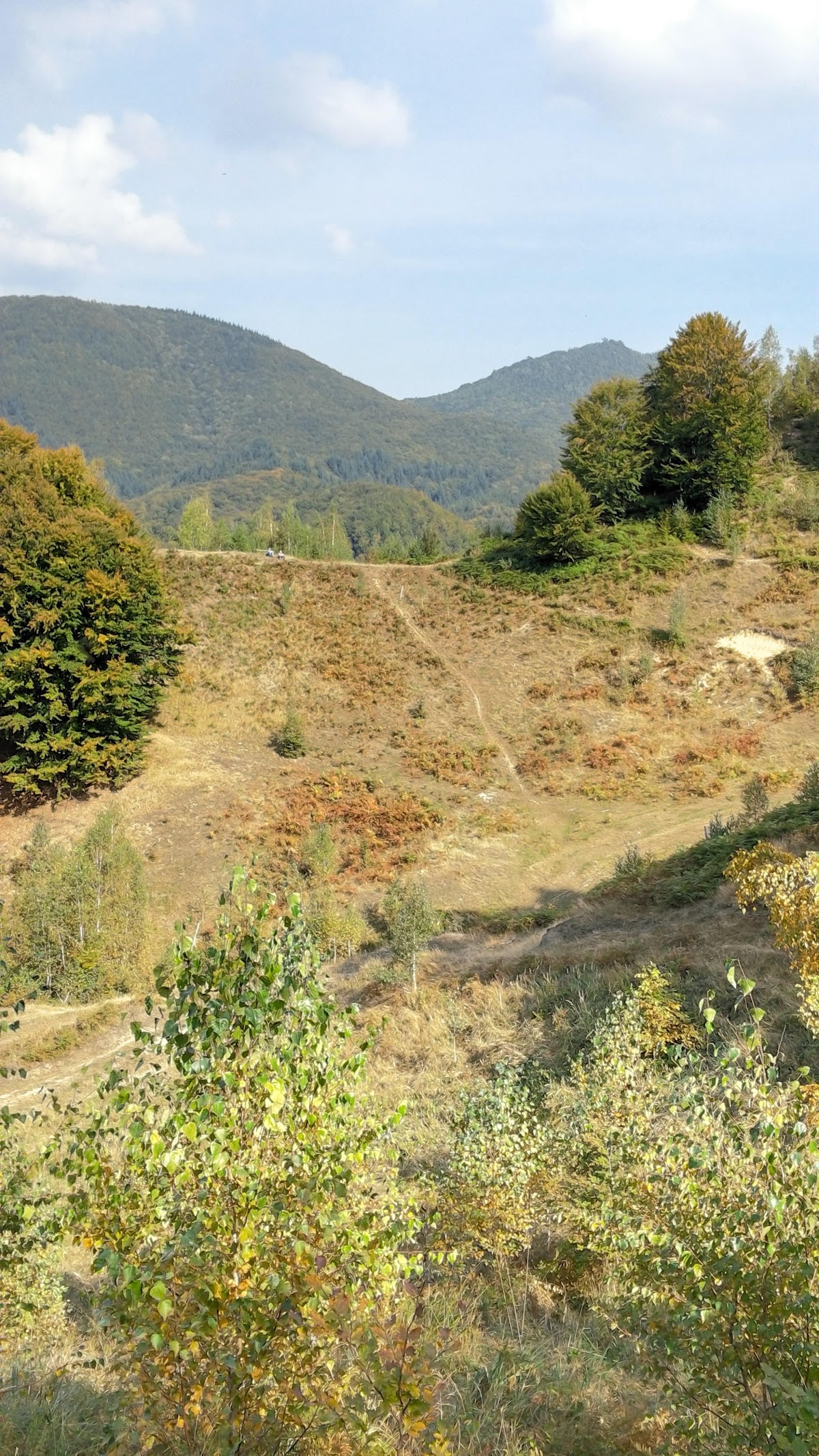 Padurea de langa Ulmoasa