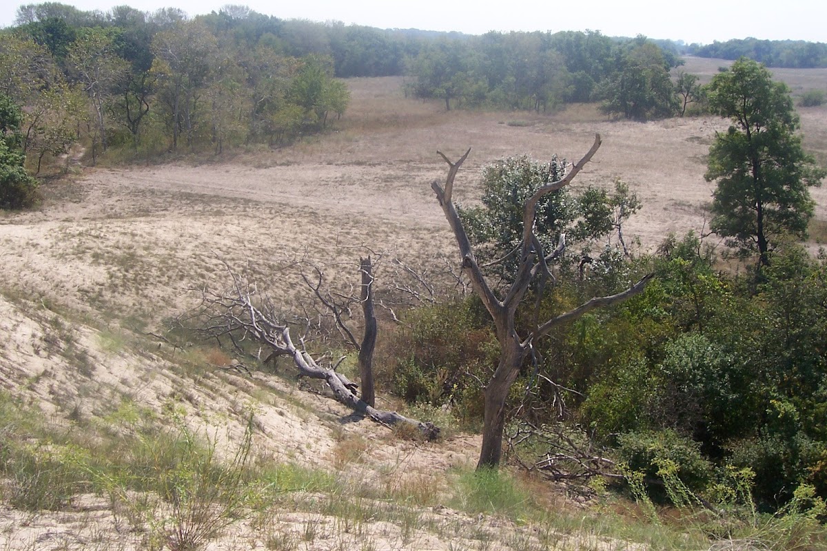 Foresta Letea