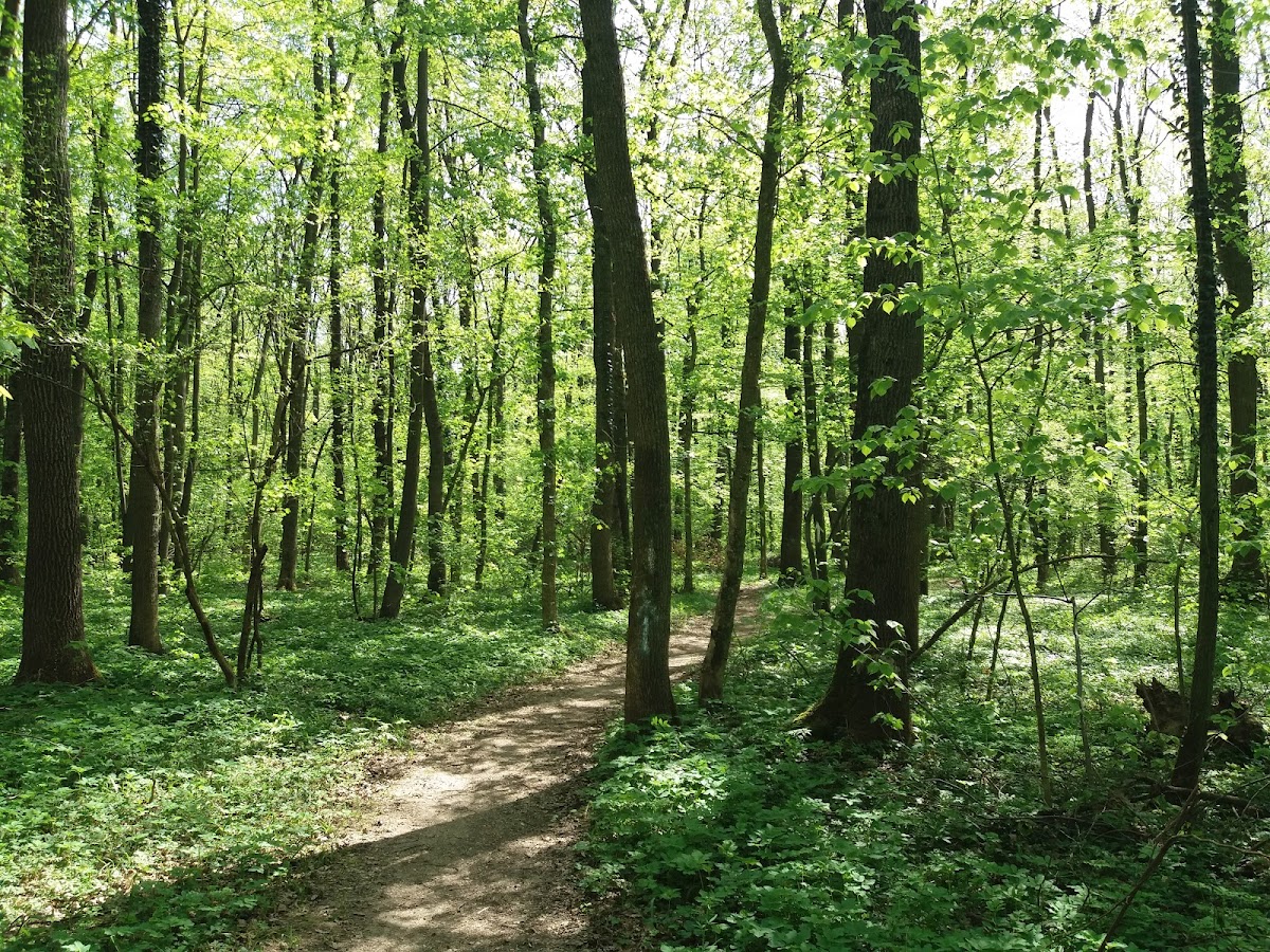 Bosque de Tunari