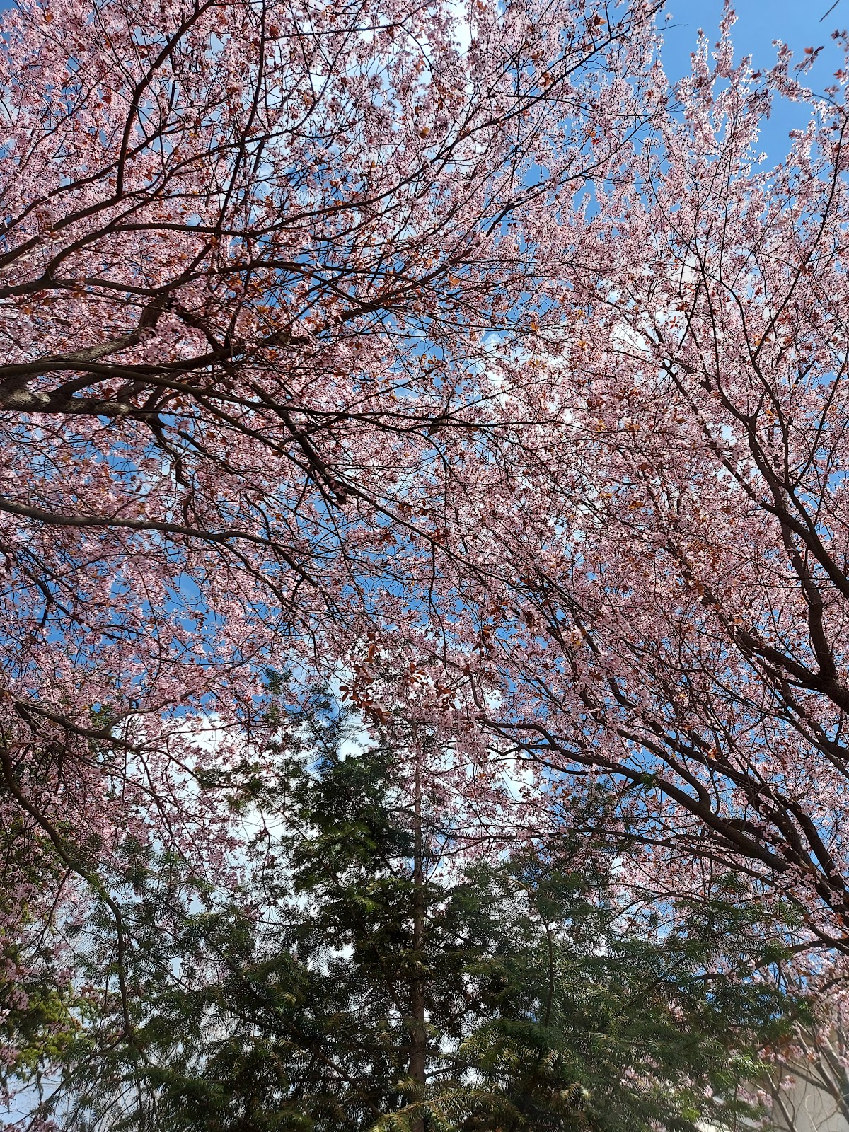 Big Park
