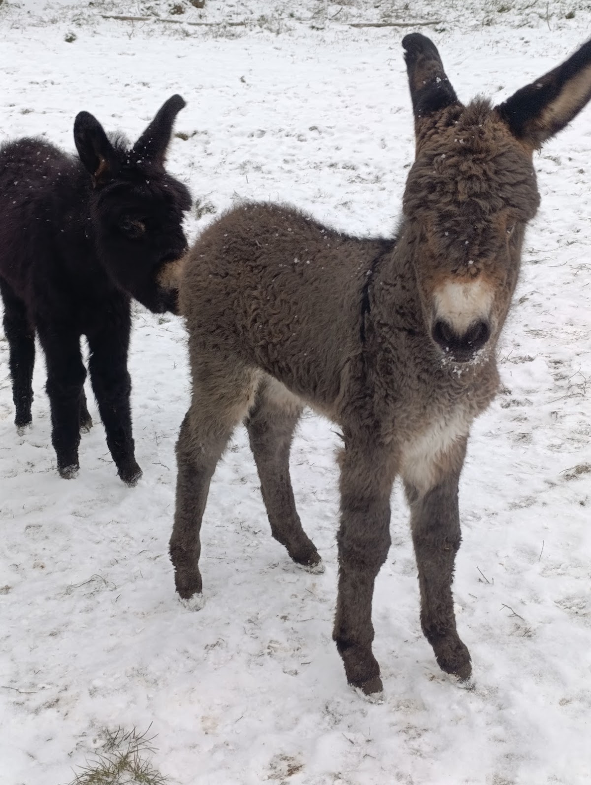 Videki oesveny Ciolt