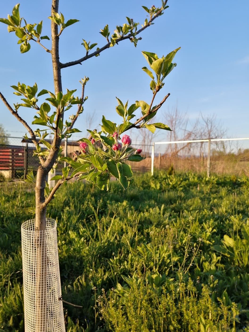 Rural paths of Lapusel
