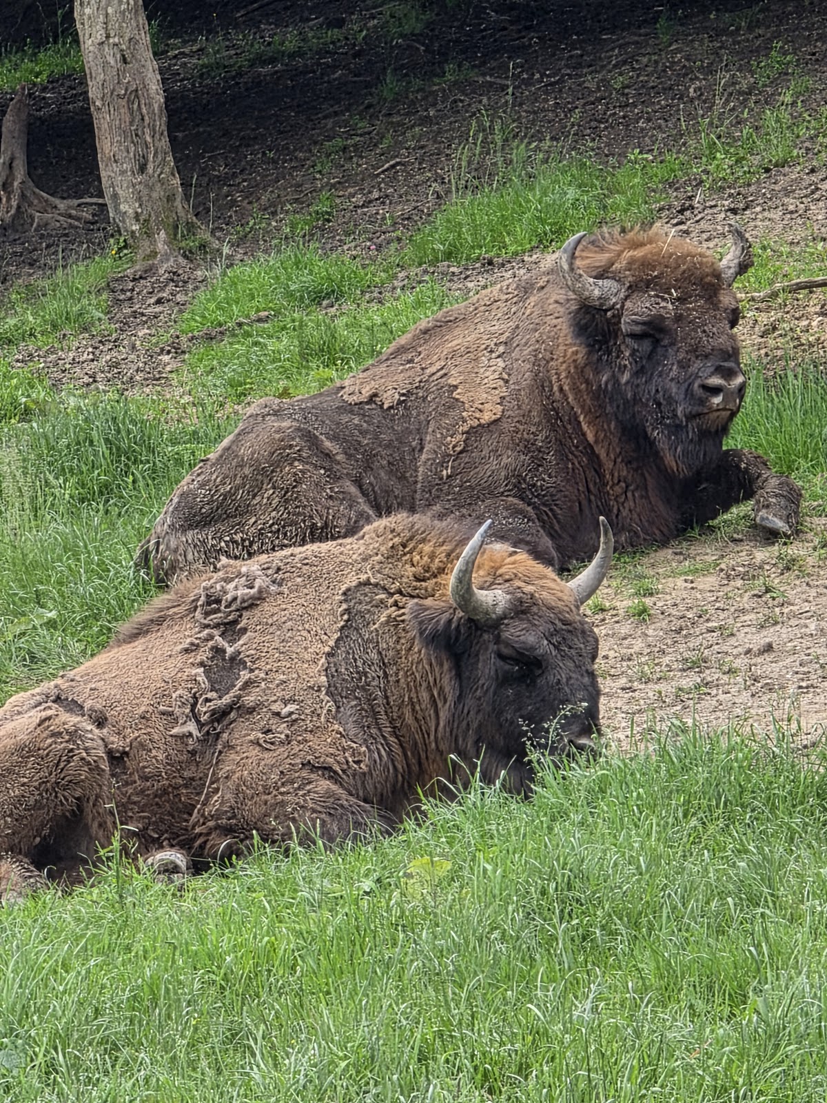 Reserva de Bisontes