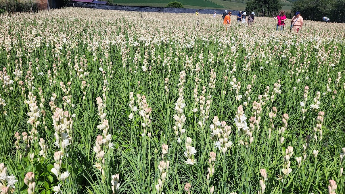 La Fiesta de las Tuberosas en Hoghilag