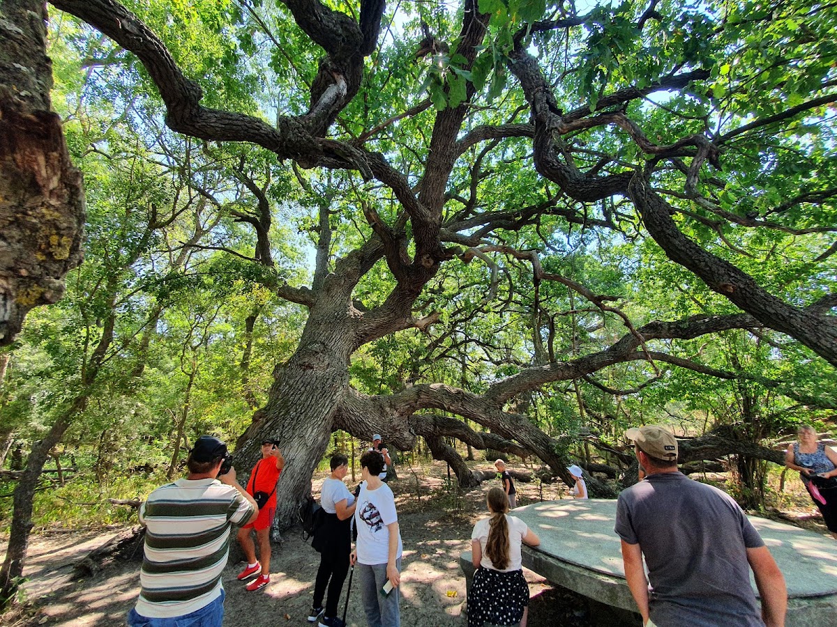The Kneeling Oak