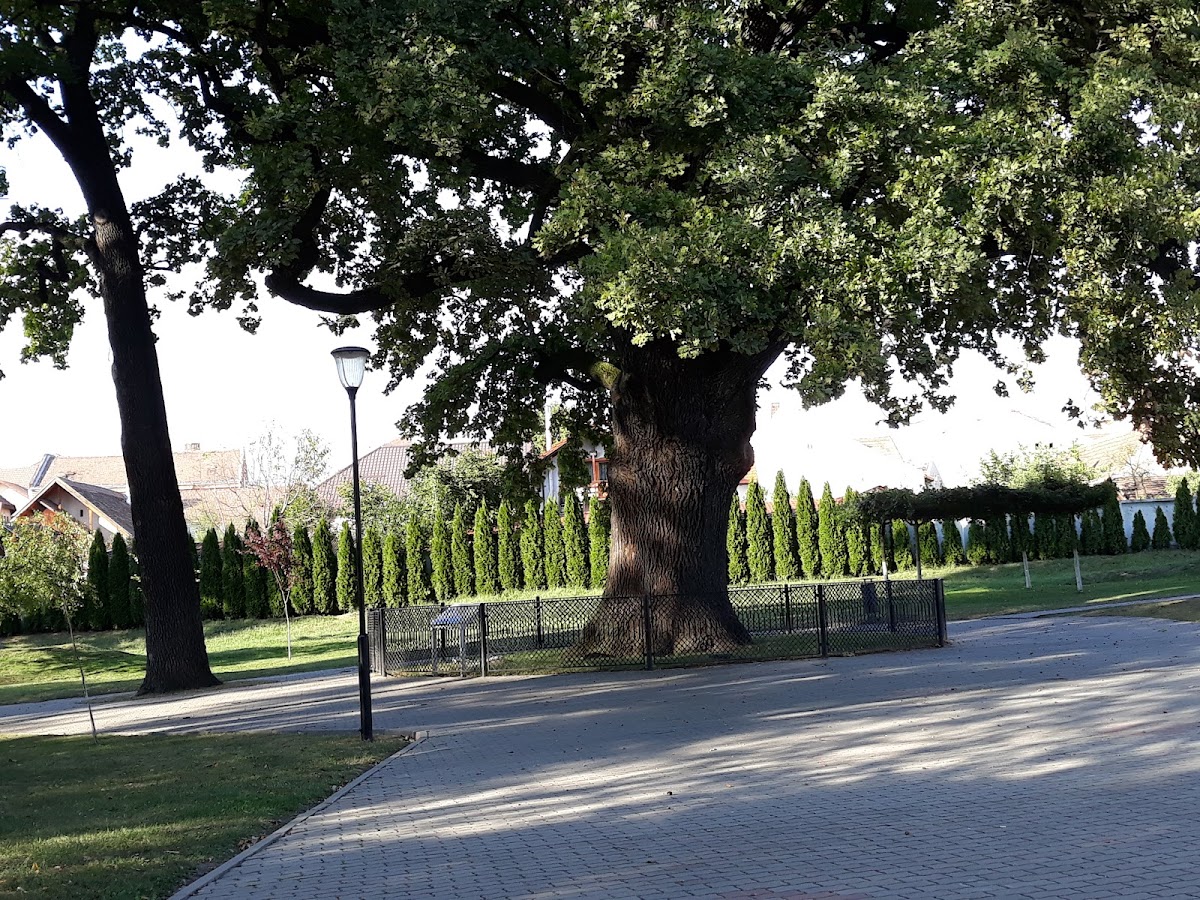 El Roble de Avram Iancu