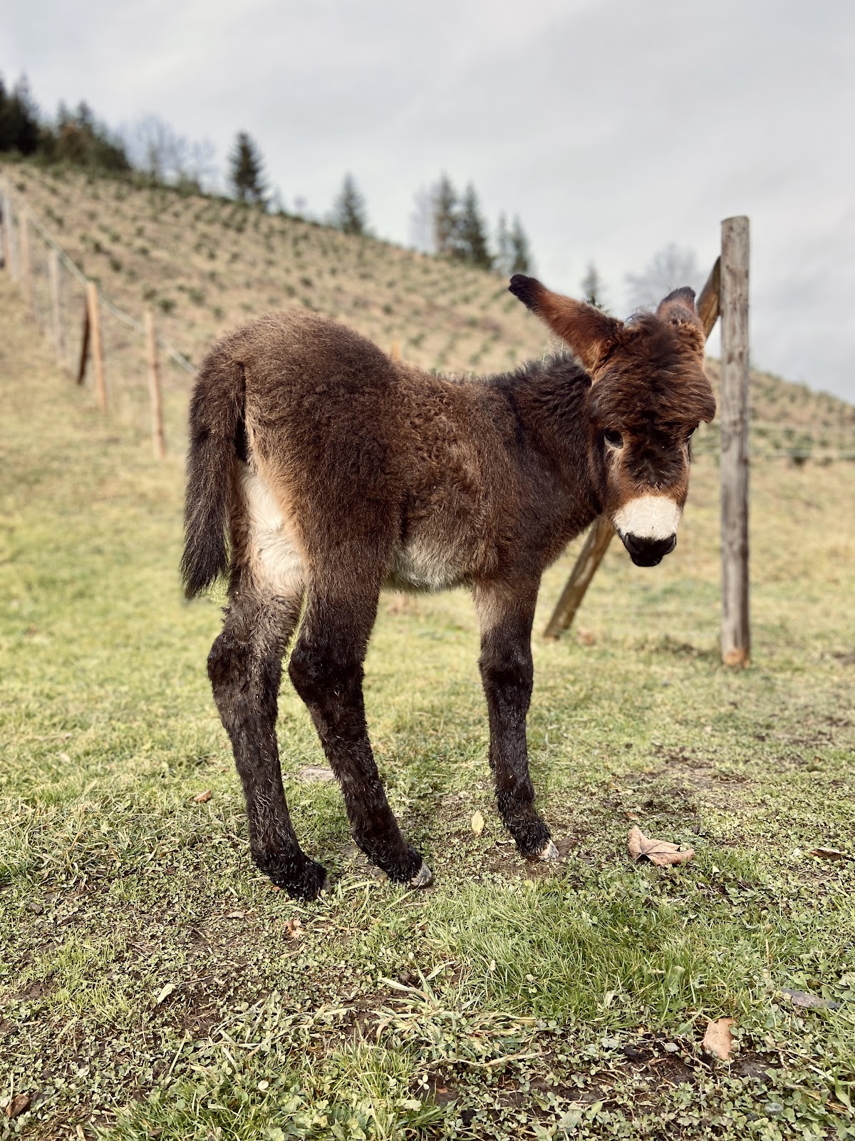 El Establo de los Burros